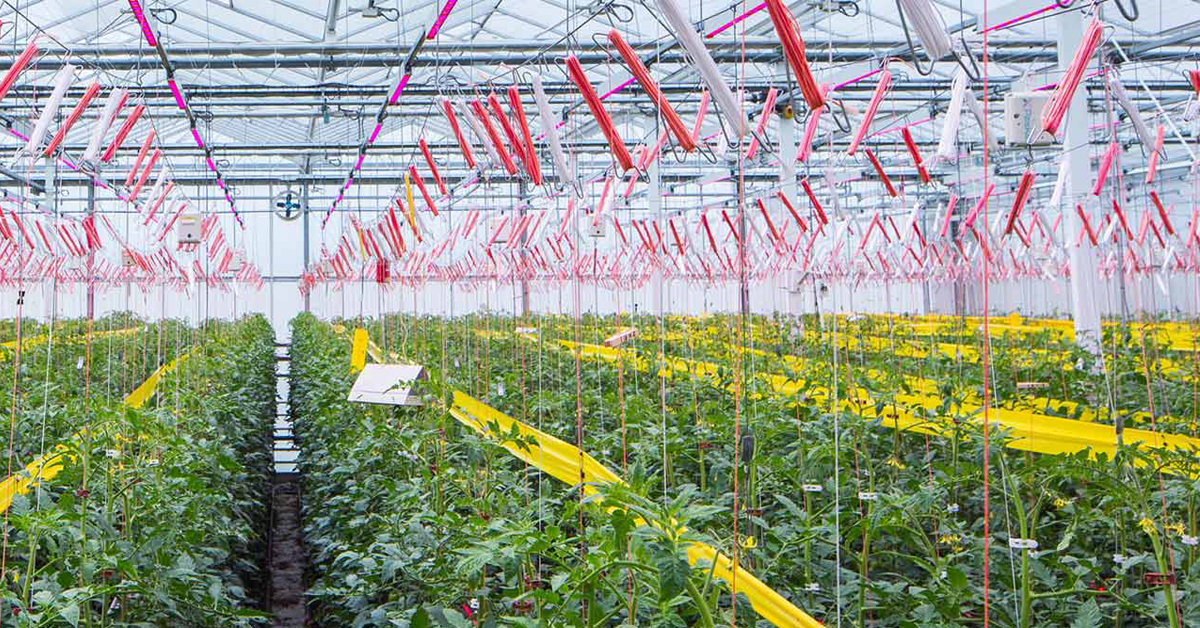 Greenhouse growing tomatoes with supplemental LED horticulture lighting